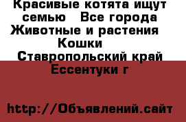 Красивые котята ищут семью - Все города Животные и растения » Кошки   . Ставропольский край,Ессентуки г.